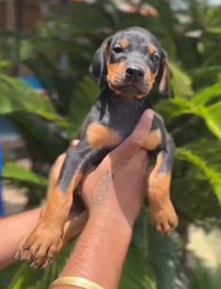 Order Female Doberman  Puppy from Goa